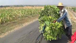 Berkah Kemarau Panjang, Petani Tembakau Tuban Panen Berlimpah