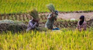 Daya Beli Petani Oktober 2019 Naik Tipis
