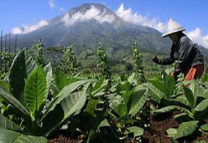 Tembakau Jadi Pendorong Utama Pertumbuhan Ekonomi Jatim