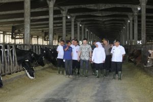 Swasembada Susu Segar, Jatim Butuh 30 Ribu Ekor Sapi Perah
