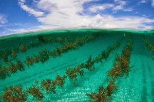 KKP Revisi Besaran Tarif PNBP Pemanfaatan Ruang Laut