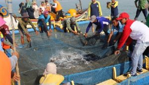 Bupati Tuban Panen Ikan Kerapu Nelayan Binaan Diskanak