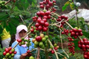 Kementan Canangkan Tujuh Komoditas Perkebunan Dukung Program Gratieks
