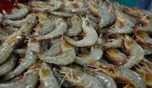 Kemenkop Dorong UKM Budi Daya Udang ke Pasar Ekspor