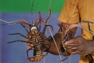 Benih Kita, Yang Pesta Lobster Vietnam