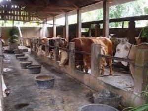 Kolaborasi UGM dan Sarihusada Dukung Produksi Susu Lokal