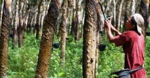 APBI Khawatir Petani Karet Akan Bilang: “Good Bye”