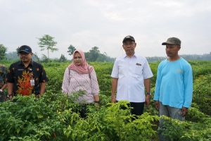 Kementan Pantau Lahan Cabai di Kediri dan Blitar