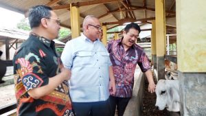 LPDB KUMKM Blusukan ke Sentra Peternakan Sapi Lampung