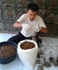 Suami-Istri dari Purwakarta Olah Belalang Jadi Camilan