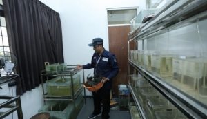 Staf Pengajar UGM Tingkatkan Budi Daya Ikan Wader Pari dengan Teknologi