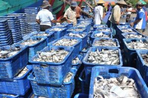 KKP Perketat Impor Ikan dari Tiongkok
