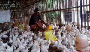 Stabilitas Harga Pakan Jagung Hal Utama Topang Peternak Ayam
