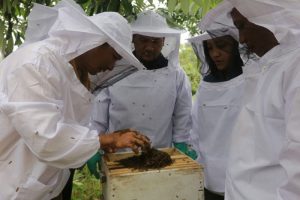 Taman Nasional Bukit Tiga Puluh Gandeng LAJ Gelar Pelatihan Budi Daya Lebah Madu
