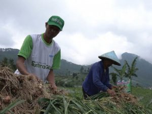 Kabupaten Pekalongan Panen Raya Bawang Putih