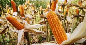 Lumajang Panen Raya Padi dan Jagung di Tengah Pandemi Corona