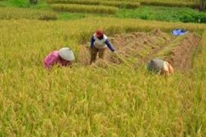 Giliran Kepri Panen Raya Padi di Tengah Pandemi Covid-19