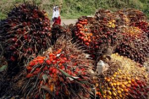 Pandemi Covid-19 Buat Industri Sawit Nasional Galau