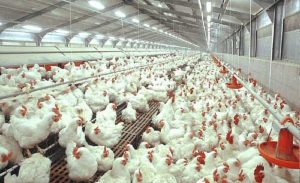 Harga Ayam Ras Anjlok, Kementan Kendalikan Produksi untuk Stabilkan Pasar