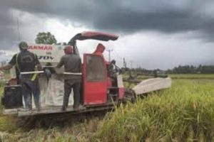 Kabupaten Semarang Panen Raya Mulai April-Mei 2020