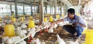 Sekitar 70 Persen Peternak Ayam di Sukabumi Terancam Bangkrut
