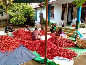 Petani Cabai di Kaki Rinjani Dapat Berkah di Tengah Pandemi Corona