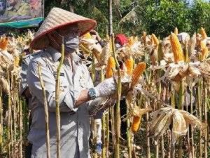 Bantaeng Panen Jagung 350 Hektare