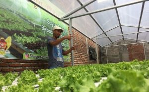 Petani Sayur Hidroponik Kediri Donasi 1,5 Kuintal Sayuran untuk Warga Terdampak Corona