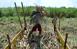 Pabrik Tutup, Era Kelabu Petani Tebu
