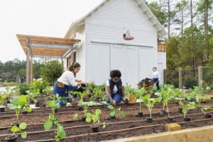 Ekonom Indef Proyeksikan “Urban Farming” Berperan Pasca Pandemi
