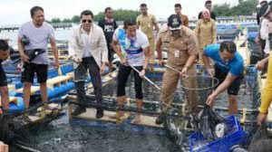 KKP Panen Kakap Putih Hasil Budi Daya di Kepulauan Seribu
