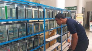 Geliat Bisnis Ikan Cupang di Tengah Pandemi Covid-19