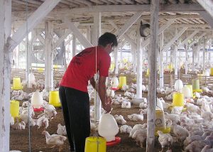 Bapanas: Harga Telur Ayam dan Ayam Potong Berproses ke Harga Baru