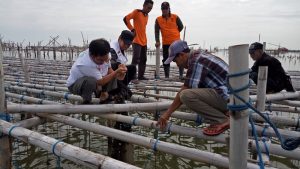 Baznas Dukung Budi Daya Kerang di Demak