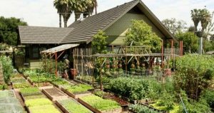 Kementan Dorong Rumah Tangga Manfaatkan Perkarangan Rumah untuk Kebutuhan Pangan