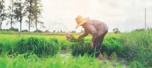 Kuartal I 2020, Asuransi Usaha Tani Padi Kementan Tembus 334.505 Hektare