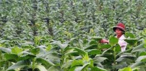 APTI Desak Pemerintah Tingkatkan Kesejaterahan Petani Tembakau