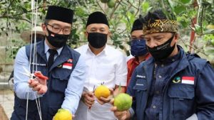 Pemerintah Dorong Pertumbuhan Koperasi Pangan