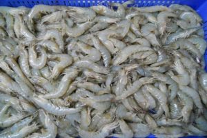 KKP Serahkan 4.650 Ekor Calon Induk Udang Vaname untuk Pembudidaya Situbondo