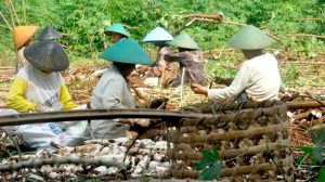 Banjarnegara Kembangkan Diservikasi Singkong Melalui Korporasi