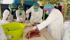 Kementan Jamin Stok Hewan Kurban Cukup