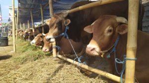 Satgas Pangan Polri Pantau Penjualan Hewan Kurban Sebelum Hari Raya Idul Adha