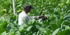 APTI Desak DPR Tolak Kenaikan Cukai Rokok