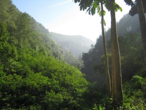 Lebih dari 120 Organisasi Rayakan Hari Hutan Indonesia