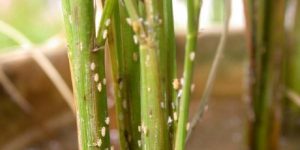 Hama Wereng Serang 125 Hektare Sawah di Mojokerto
