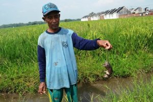 Hama Wereng dan Tikus Ancam Petani Jombang