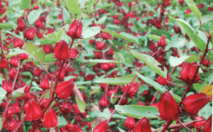 Farmasi Unhas Inovasi Minuman Bunga Rosella