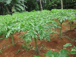 LMDH Budidaya Satak Kediri Gandeng Petani Tanam Porang