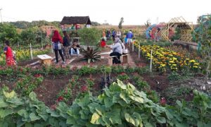 Petani Indramayu Kembangkan Agrowisata dari lahan Tidur