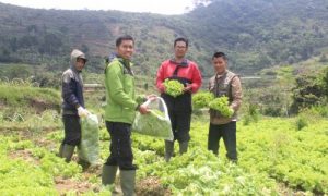 Agus Ali Nurdin , Petani Milenial Ekspor Sayur ke Jepang